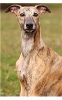 Seated Whippet Dog Journal