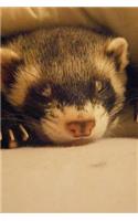 A Napping Ferret (Mustela putorius furo) Animal Journal: 150 Page Lined Notebook/Diary