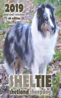 Sheltie