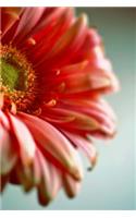 Gerbera Daisy Up Close: 150 Page Lined Notebook/Diary