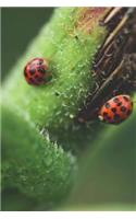 Ladybug Journal
