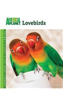 Lovebirds