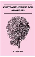 Chrysanthemums For Amateurs