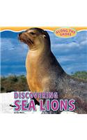 Discovering Sea Lions