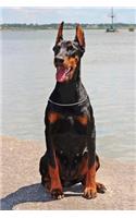 Sitting Doberman Dog Journal