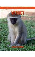 Vervet