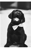 Cute Black Labrador Puppy with Bowtie: 150 page lined 6 x 9 notebook/diary/journal