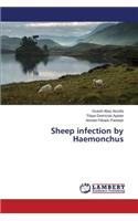 Sheep infection by Haemonchus