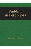 Budding in Perophora