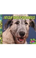 Irish Wolfhounds