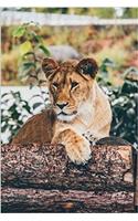 Proud Lioness