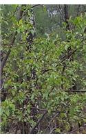 Journal Trees First Spring Leaves Woods: (Notebook, Diary, Blank Book)