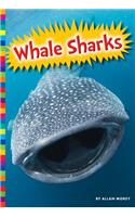 Whale Sharks