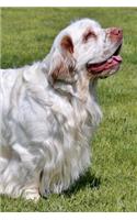 Clumber Spaniel