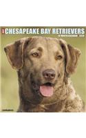Just Chesapeake Bay Retrievers 2020 Wall Calendar (Dog Breed Calendar)