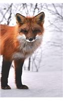 Fox: The Red Fox's Resourcefulness Has Earned It a Legendary Reputation for Intelligence and Cunning.