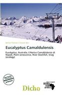 Eucalyptus Camaldulensis