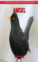 Amsel: Lustige Fakten und sagenhafte Bilder