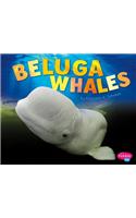 Beluga Whales