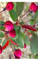 Springtime Journal Pink Flowering Tree Buds: (Notebook, Diary, Blank Book)(Religious Journals Notebooks Diaries)