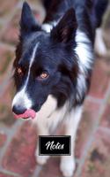 Border Collie Dog Pup Puppy Doggie Notebook Bullet Journal Diary Composition Book Notepad - Shining Eyes