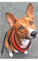 Cute Basenji on a Walk Journal: Take Notes, Write Down Memories in this 150 Page Lined Journal