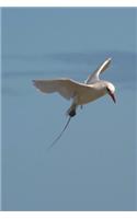 Flying Tropicbird (Phaethon Aethereus) Bird Journal: 150 page lined notebook/diary