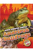 American Bullfrogs