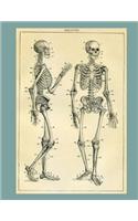 Skeleton