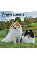 Pomeranians 2021 Square