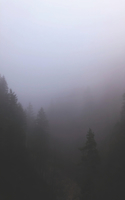 The Misty Forest of Mirk and Mystery