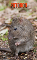 Potoroo: Fun Facts & Cool Pictures