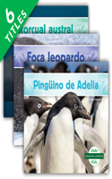 Animales de la Antartida (Antarctic Animals) (Set): (Animales de la Antartida (Antarctic Animals))