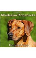 Rhodesian Ridgebacks Face to Face 2018