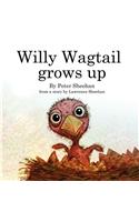 Willy Wagtail grows up