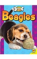 Beagles