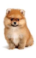 Pomeranian Notebook & Journal. Productivity Work Planner & Idea Notepad: Brainstorm Thoughts, Self Discovery, to Do List