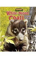 White-Nosed Coati