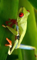 Red Eyed Tree Frog Walking Journal