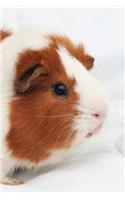 Guinea Pig Notebook