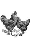 Development of the Plymouth Rock Chicken