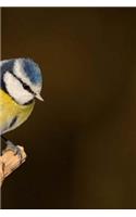 Blue Tit Notebook