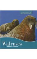 Walruses