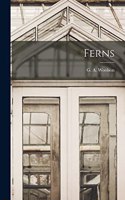 Ferns