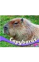 Capybaras