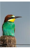 Simply Adorable Turquoise Miropidae Bee Eater Bird Journal