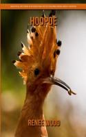 Hoopoe