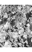 Botanic Architectural Form Skin Textures