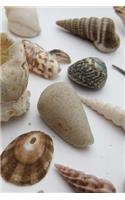 My Shell Collection Notebook