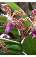 Orchids in Nature Notebook